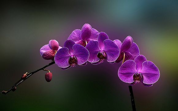 小狗作业文案句子100句文案
